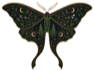 Faelore Studios moth icon